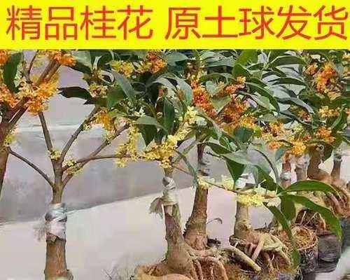 桂花树（解析桂花树对甲醛的净化作用）