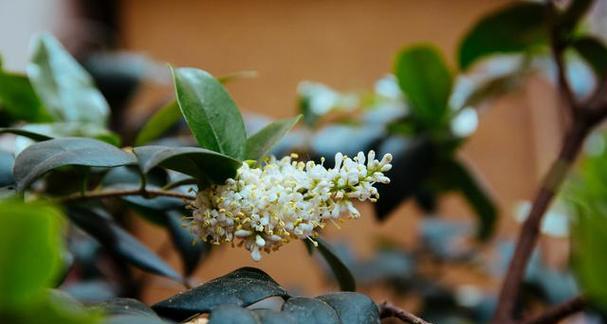 可以用茶水浇的桂花树（以茶养花）