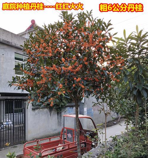 种植适合院子的桂花树（如何在家庭院落中种植桂花树）