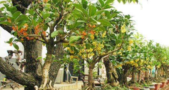 种植适合院子的桂花树（如何在家庭院落中种植桂花树）