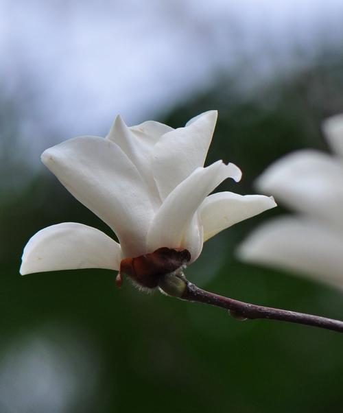 白玉兰的花语与意义（解读白玉兰的丰富寓意）