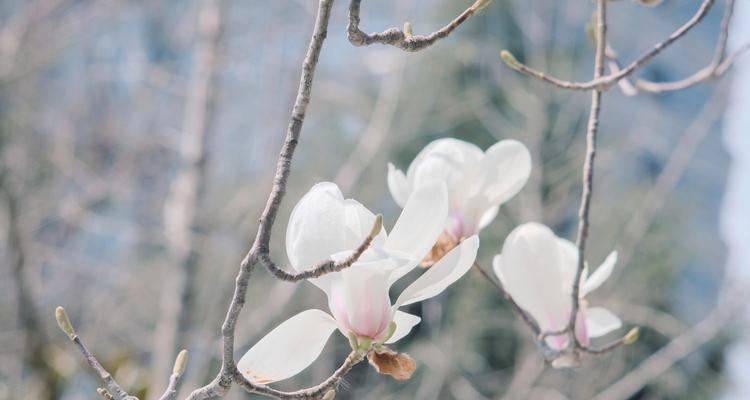 白玉兰花——纯洁与美丽的象征（探寻白玉兰花的美丽寓意）