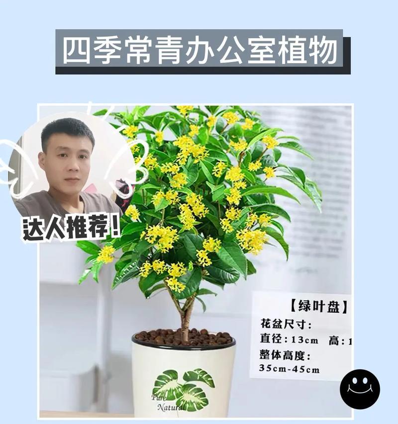 如何选择合适的盆栽盆（以桂花树为例）