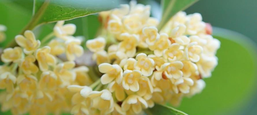 重庆的秋天，盛开的桂花树（桂花树的开花季节及开花月份）