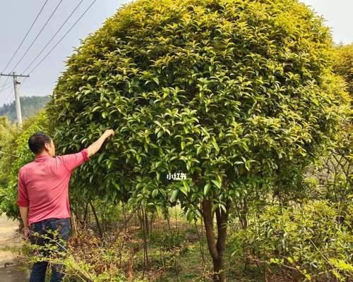 剪枝技巧（掌握最佳时机）