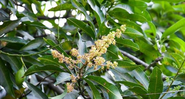 探寻桂花树的生长环境条件及特点（了解桂花树生长需要的气候）