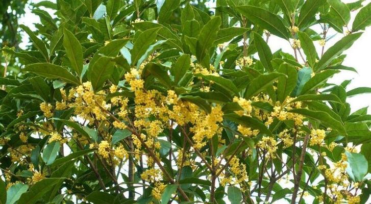 桂花树的生长环境及适宜种植区域（寻找桂花树的理想生长地点）