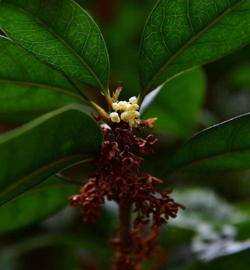 揭秘“桂花树不开花”的原因（多种因素影响开花）