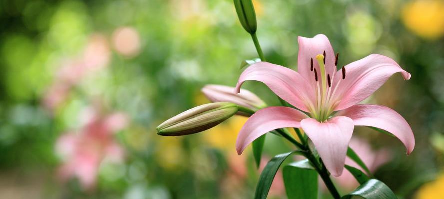 百合花的含义和花语（揭开百合花的深层寓意）