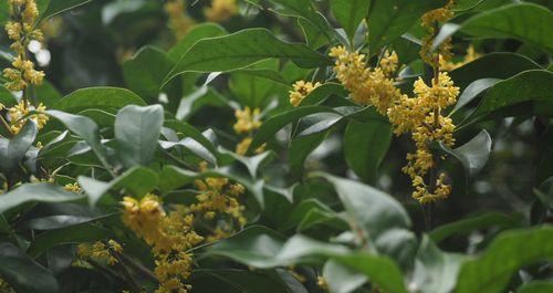 揭秘（解析桂花树开花规律）