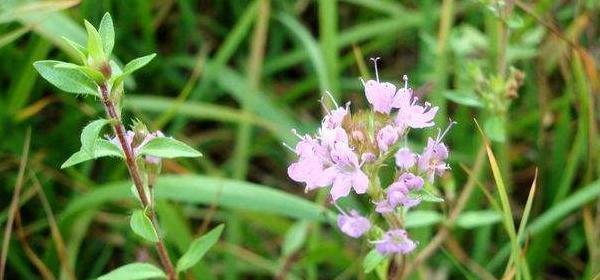 百里香花语（唤醒内心的力量）