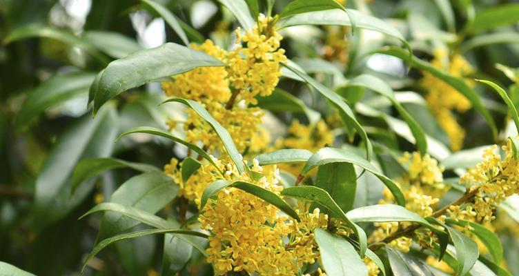 阳光下的桂花（桂花的生态习性）