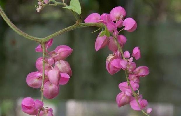 宝石花的花语与美丽（深入解读宝石花的花语）