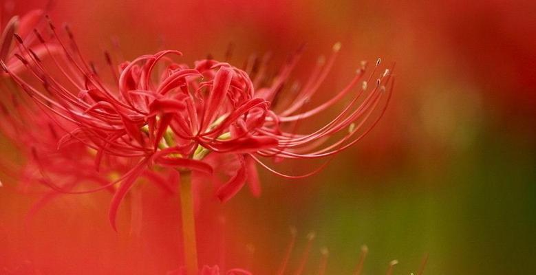 彼岸花的花语和象征意义（探秘彼岸花的深层含义）