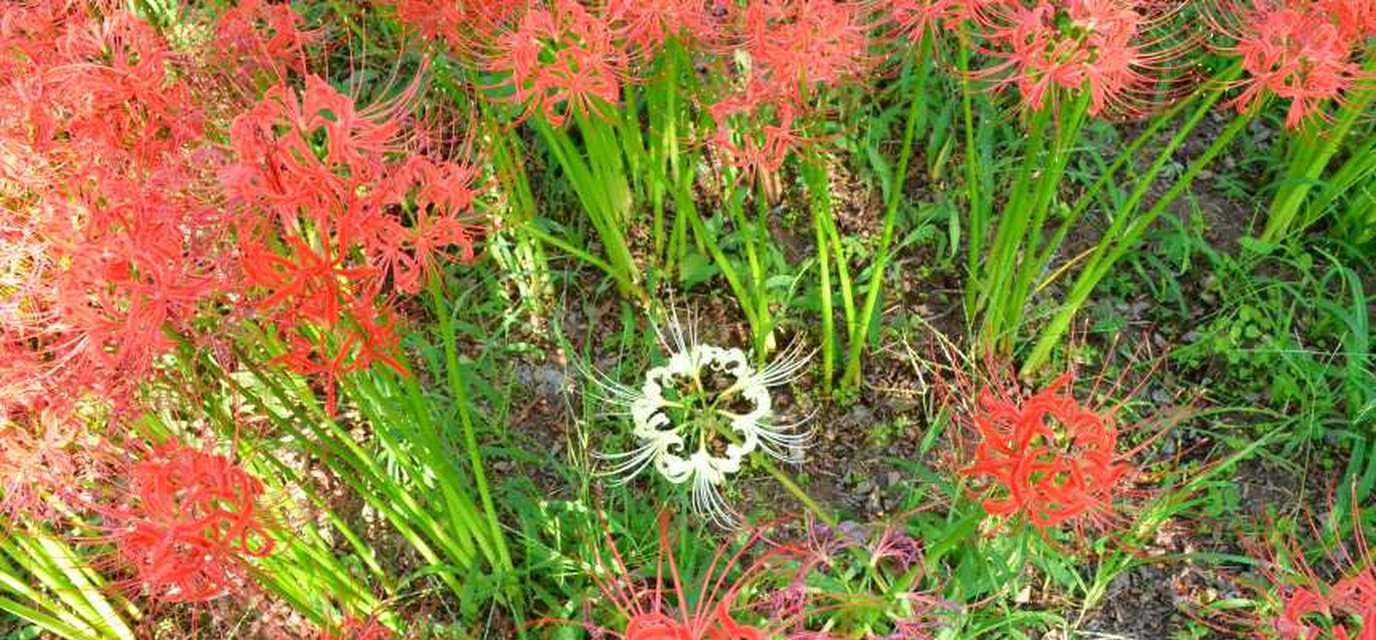 彼岸花（探寻彼岸花的花语与魅力）