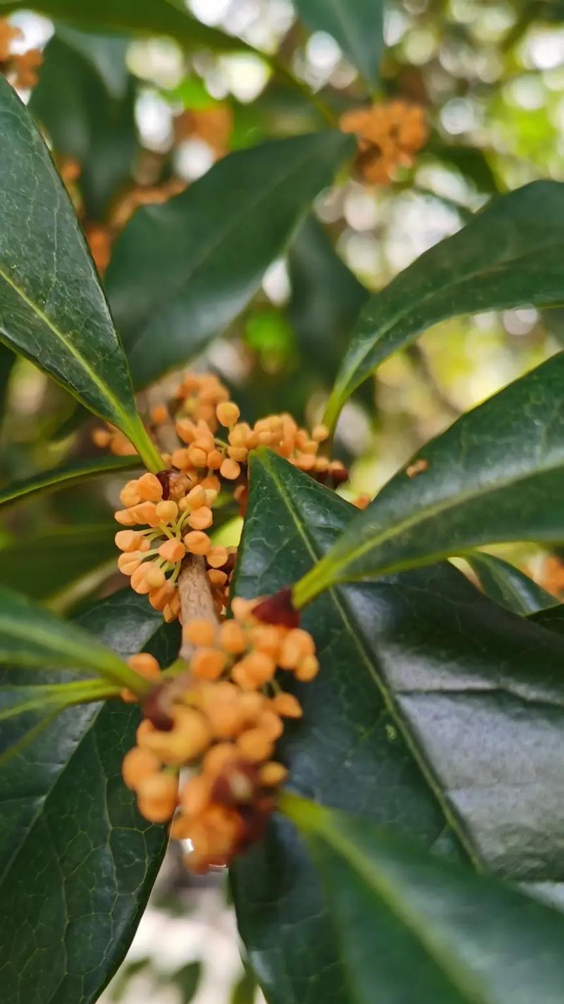 缤纷桂花（桂花的多彩世界）