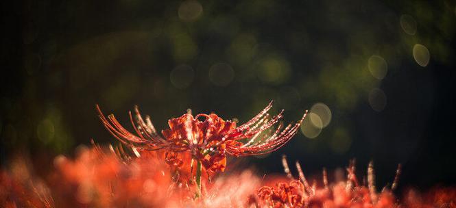 彼岸花——生命与希望的象征（彼岸花的寓意与故事）