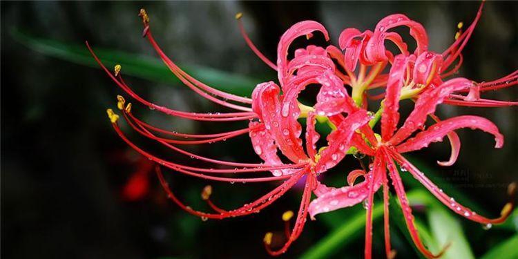 彼岸花的寓意与象征意义（探寻彼岸花的美与哲思）