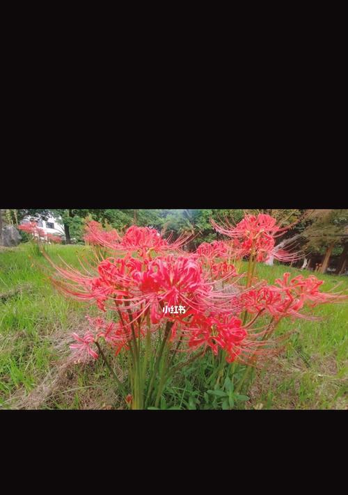 彼岸花的含义与象征（探索彼岸花背后的世界）