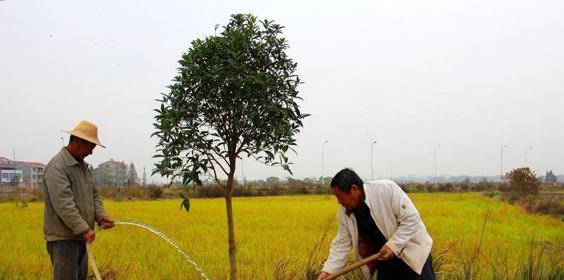 怎样正确地剪枝和修剪桂花（时间、方法和技巧详解）