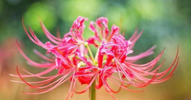 彼岸花的传说与花语（神秘而绚烂的彼岸花）