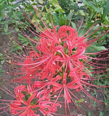 缤纷彼岸花花开花落现实与梦境交织（探寻不同颜色彼岸花的花语之谜）