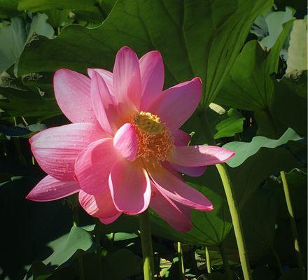 并蒂莲的象征意义及其美学价值（探索并蒂莲花的生命哲学与审美境界）