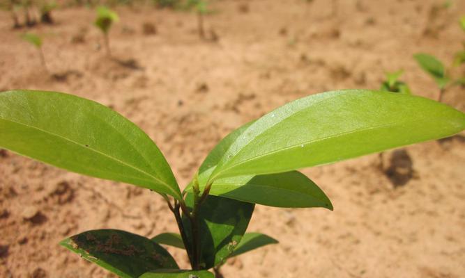 如何催芽桂花种子（基础知识、材料准备、催芽方法、注意事项、时间要求）