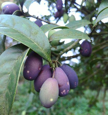 如何催芽桂花种子（基础知识、材料准备、催芽方法、注意事项、时间要求）