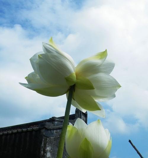 并蒂莲花（花开两朵）