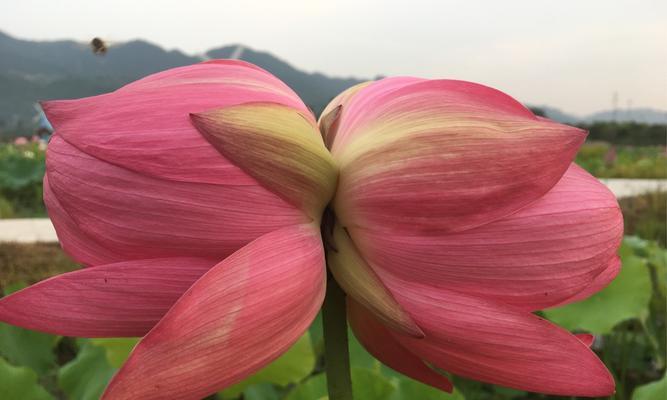 并蒂莲花（两枝相依）