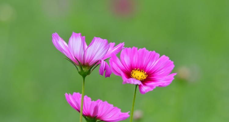 以波斯菊的花语波斯菊的传说（传说中的波斯菊）