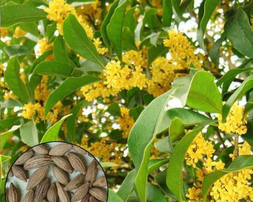 探究桂花种子是否有毒（解析桂花种子的化学成分及毒性）