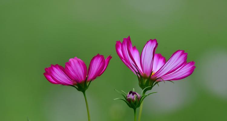 以波斯菊的花语波斯菊的传说（传说中的波斯菊）