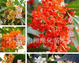 如何种植桂花籽（教你从选种到收成的全过程）