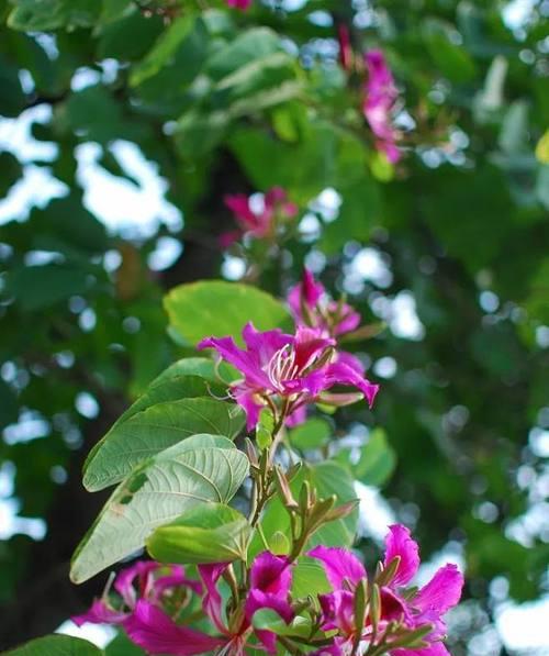 探秘桂林市花——桂花