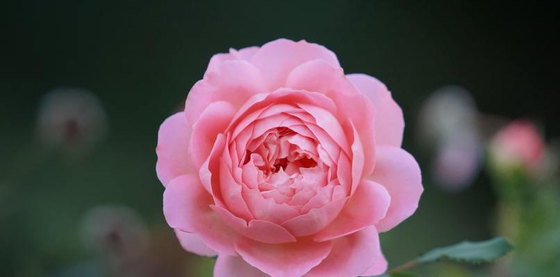 不同颜色的玫瑰花所代表的意义（探究玫瑰花在不同颜色中所传递的情感和象征）