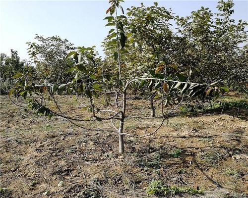 探讨在桂林种植樱桃的可行性（樱桃果实甜美可口）