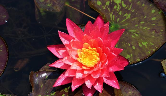 睡莲的花语和寓意（揭秘不同颜色睡莲的内涵与象征）