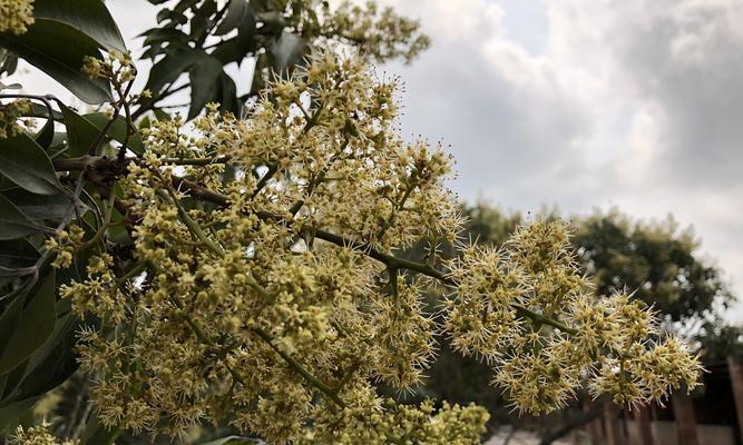 探秘桂圆开花结果的时间和条件（桂圆开花结果的周期和关键因素）