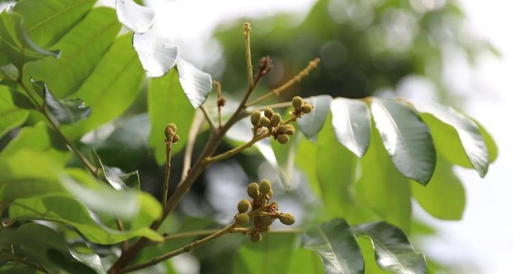 探秘桂圆开花结果的奥秘（了解桂圆几年开花结果的时间与条件）