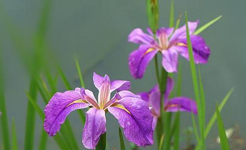 菖蒲花的象征意义与花语（探寻菖蒲花的意义和寓意）