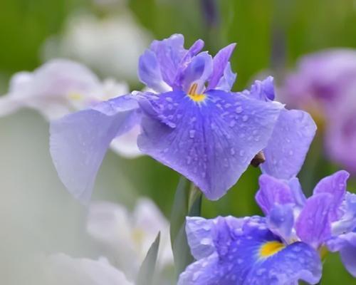 探寻唐菖蒲花的七种颜色花语（以唐菖蒲的颜色）