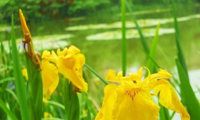 探寻唐菖蒲花的七种颜色花语（以唐菖蒲的颜色）