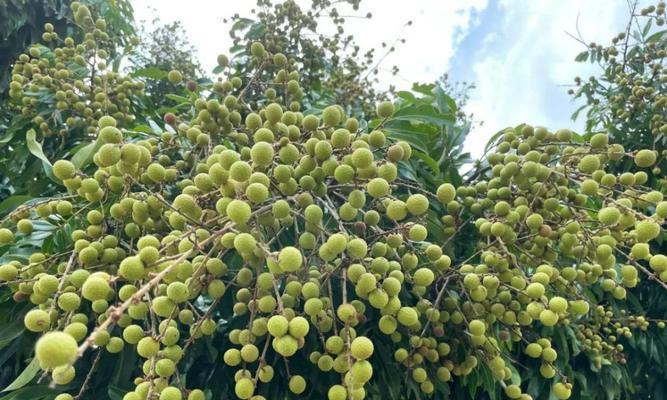 如何选择适合种植桂圆的季节（了解桂圆的生长特点）