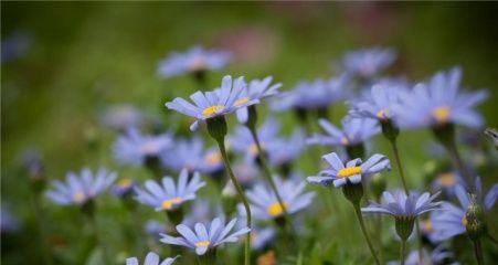 雏菊的象征意义及其寓意（百合花的美丽与坚韧）