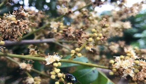 探秘桂圆的生长环境及特点（桂圆种植需要哪些条件）