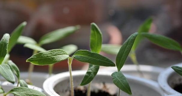 如何种植桂圆种子