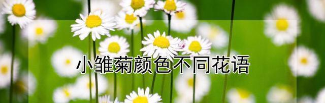 雏菊花（传递爱与勇气的小小使者）