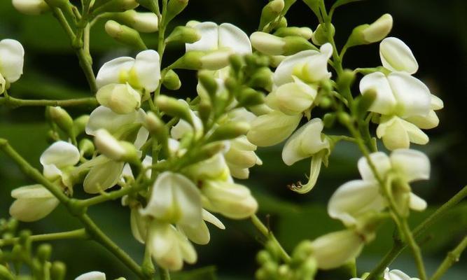 国槐开花之花色与特点（探秘国槐的花色）